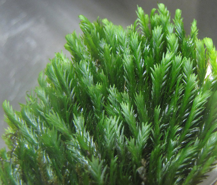 Fissidens grandifrons